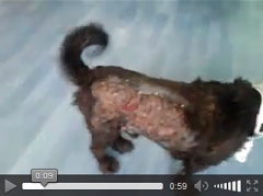 Billy il cane bruciato vivo (video)